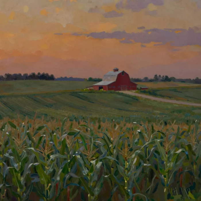 Amber Cornfields