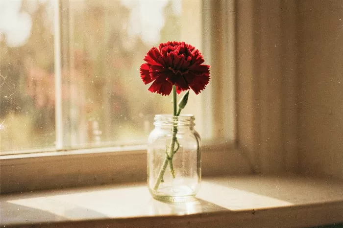 Carnation Sunbeam