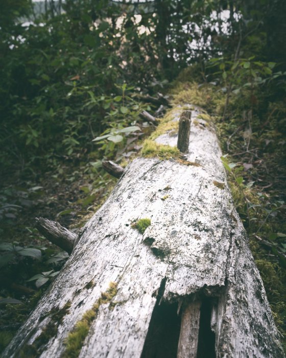 Fallen Beauty - Newfoundland art print