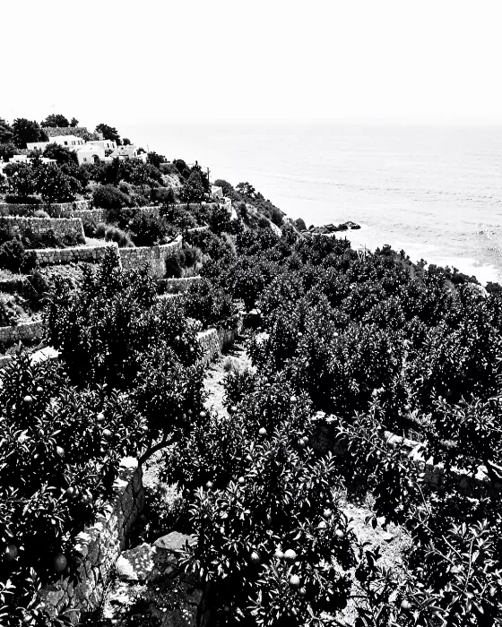 Cliffside Grove