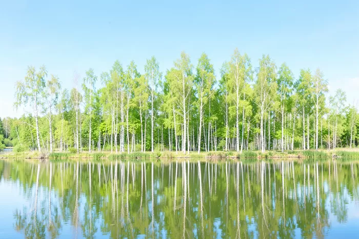 Birch Mirror