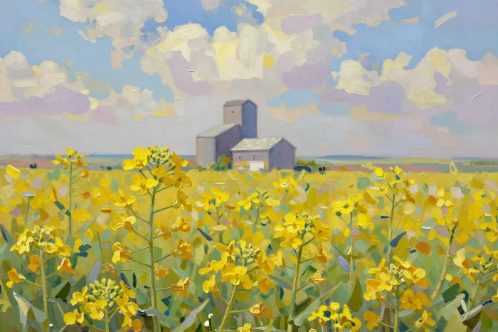 Canola Blooms