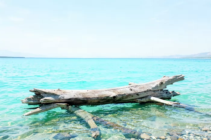 Driftwood Shore