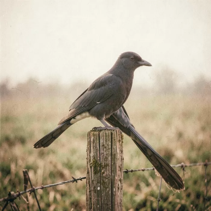 Vintage Magpie