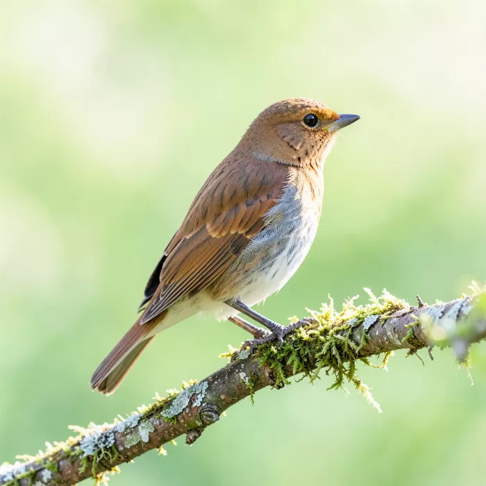 Morning Robin