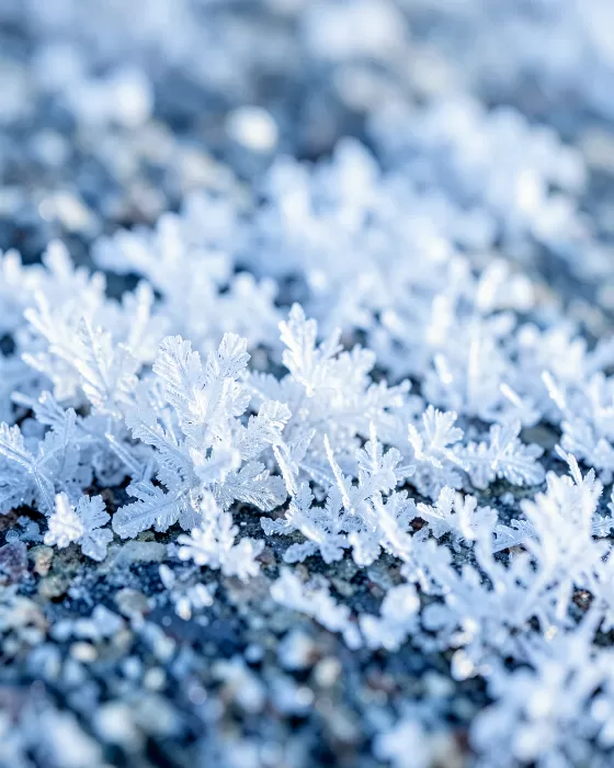 Merced Frost