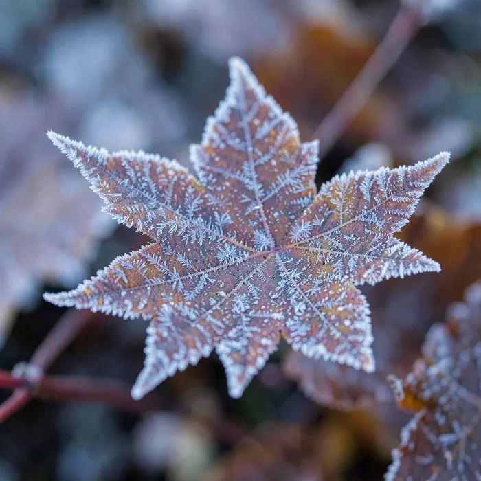 Icy Veins