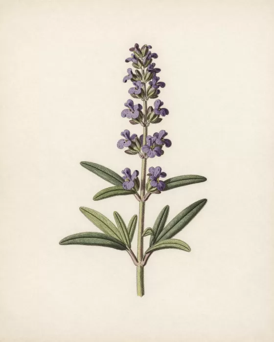 Flowering Sage