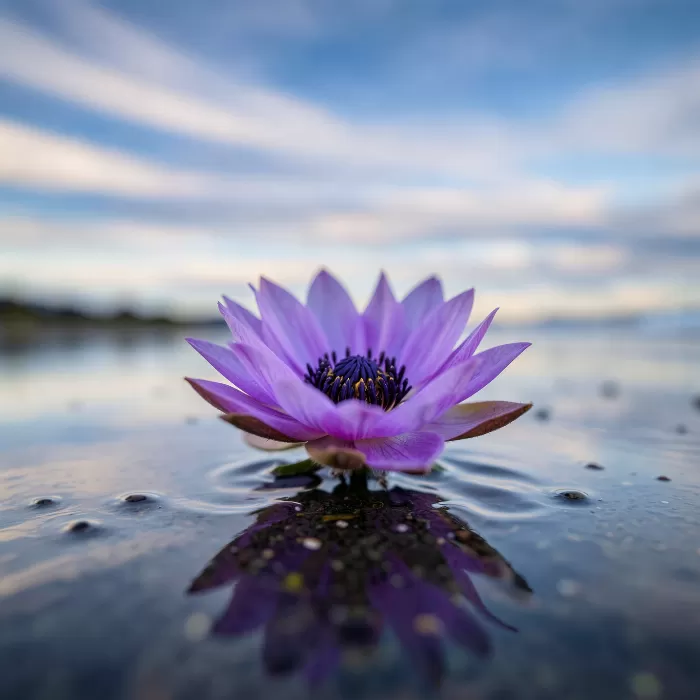 Anemone Dream