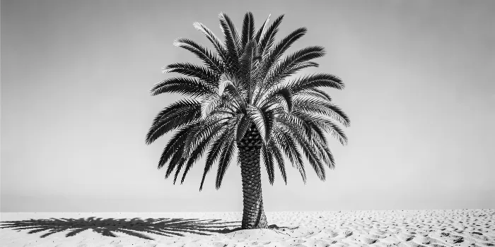 Silver Fronds