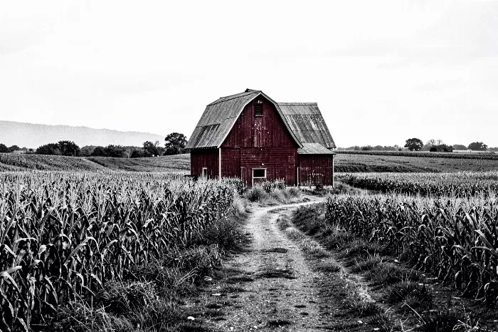 Silent Fields