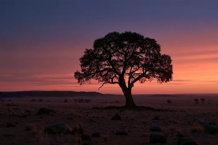 Desert Dusk