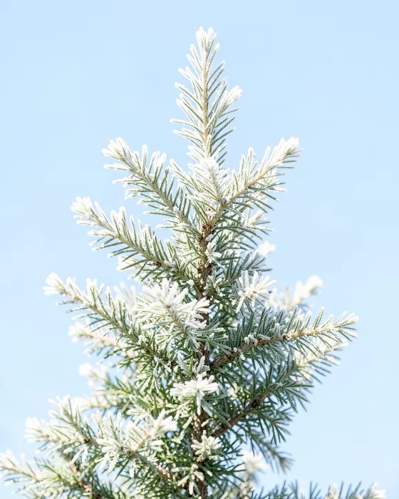 Frosted Branch