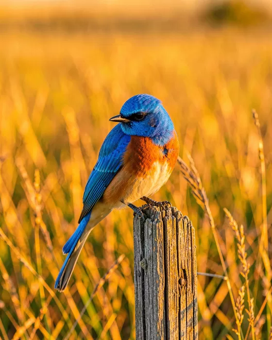 Bluebird Light