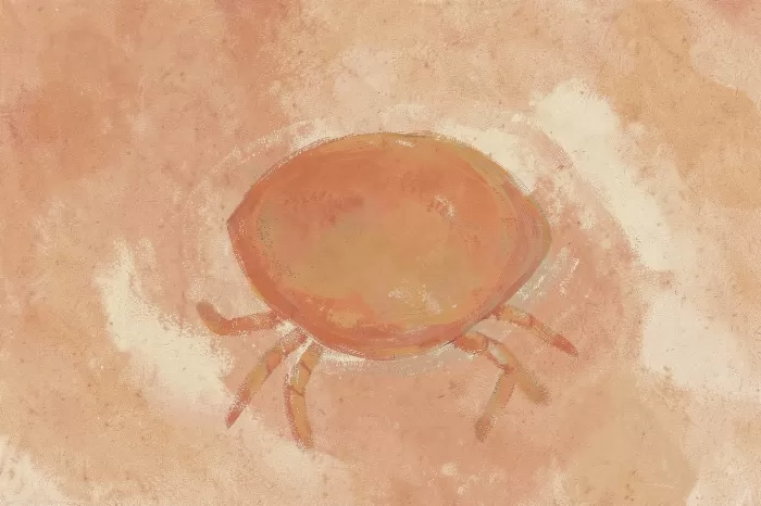Terracotta Shell