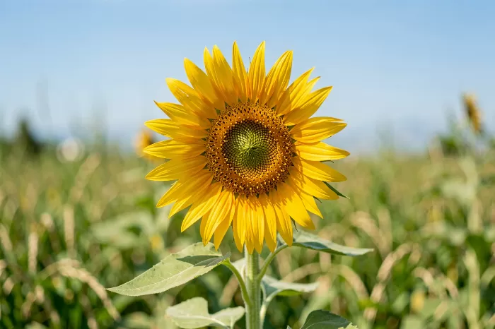 Sunlit Gold