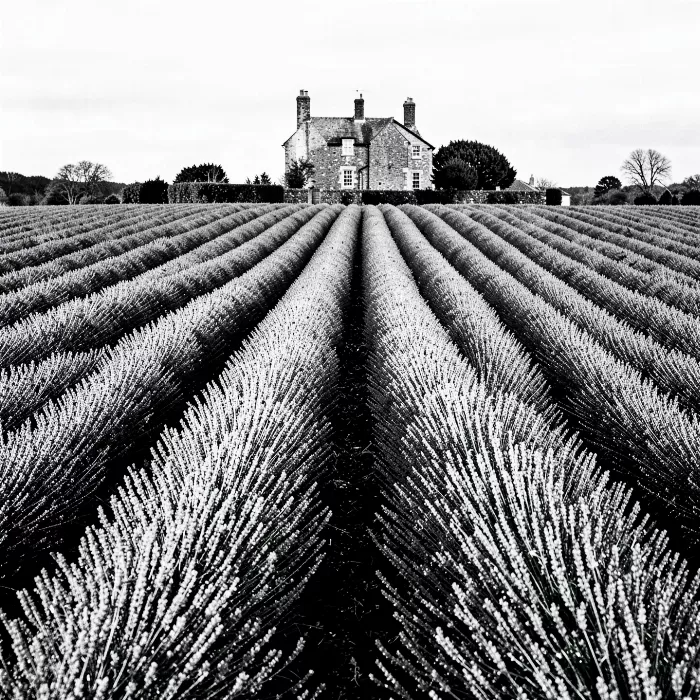 Lavender Avenue