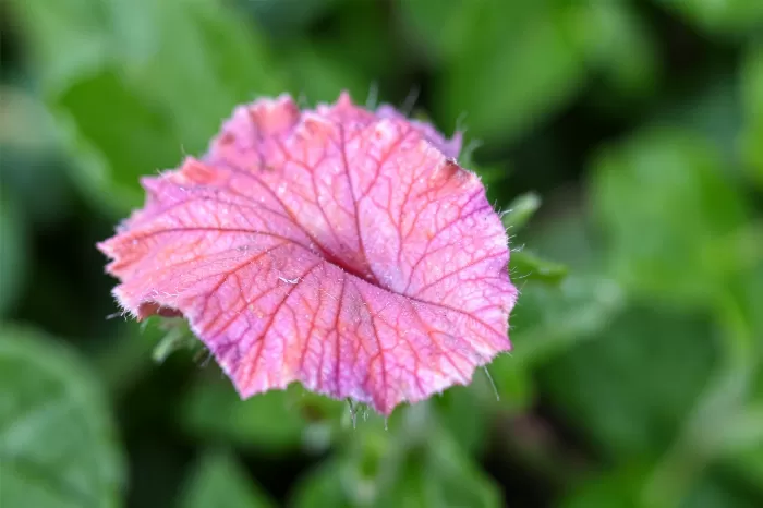 Geranium Edge