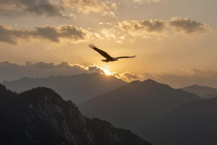Eagle's Dawn