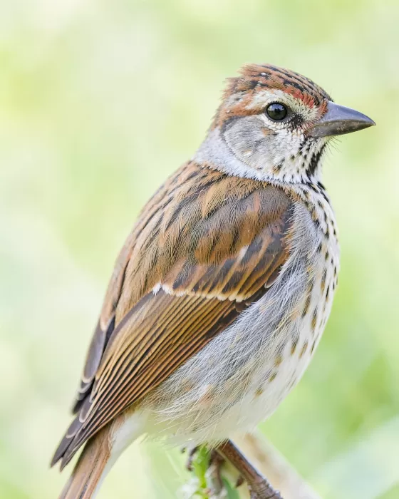 Feathered Calm