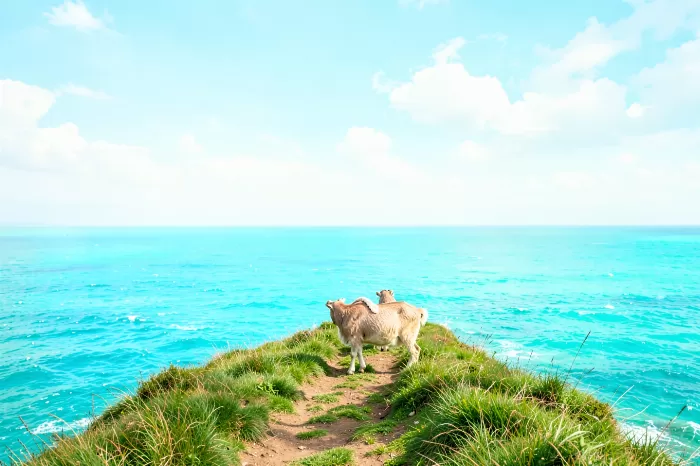 Turquoise Pasture