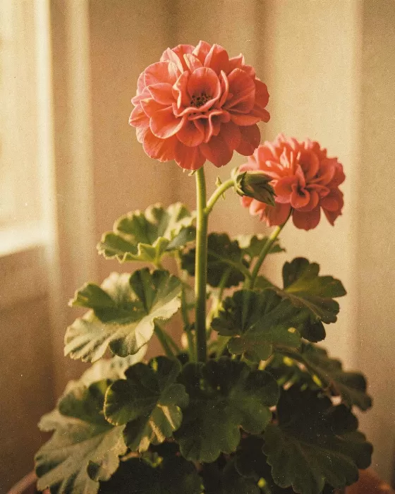 Geranium Glow