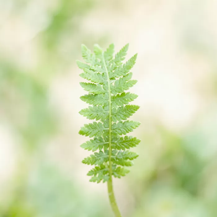 Fresh Fern