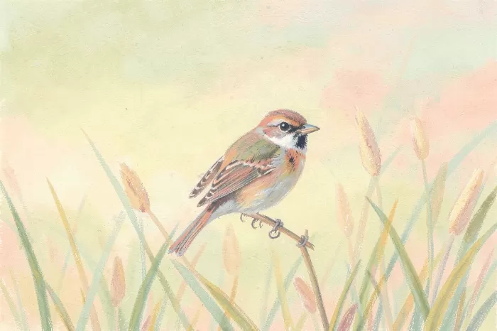 Pale Warbler