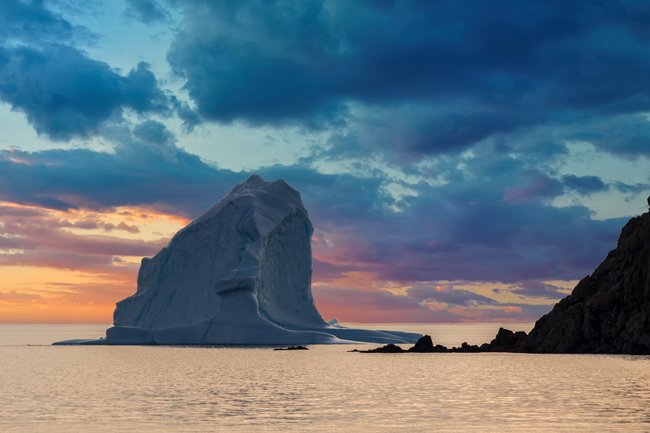 Elegant - Newfoundland art print