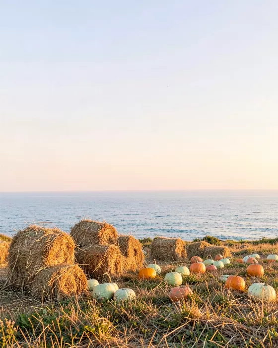 Headland Harvest