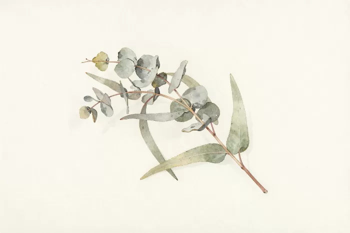 Muted Eucalyptus