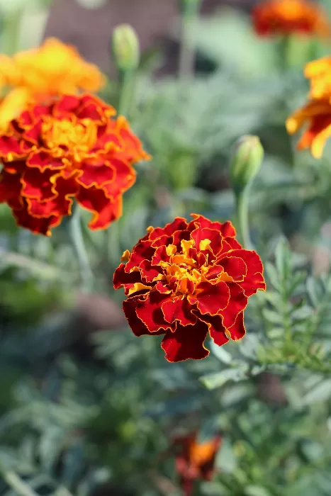 Golden Blooming Beauties