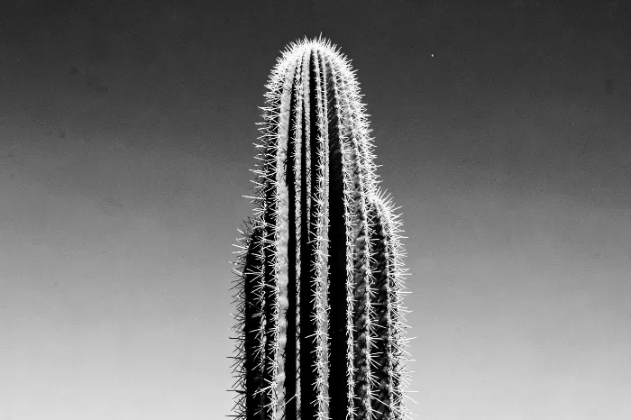 Ribbed Shadow
