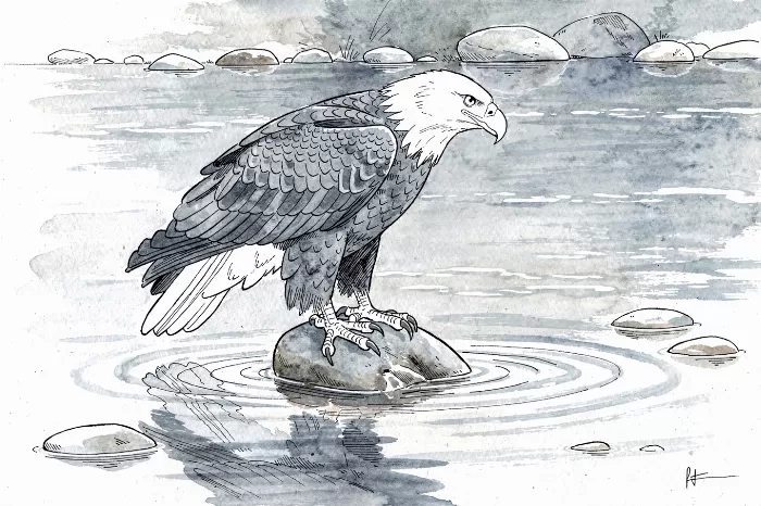 Eagle At Rest