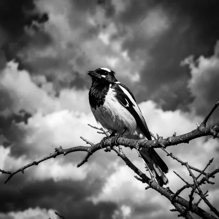 Magpie Watch