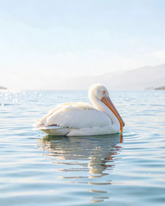 Pelican Calm