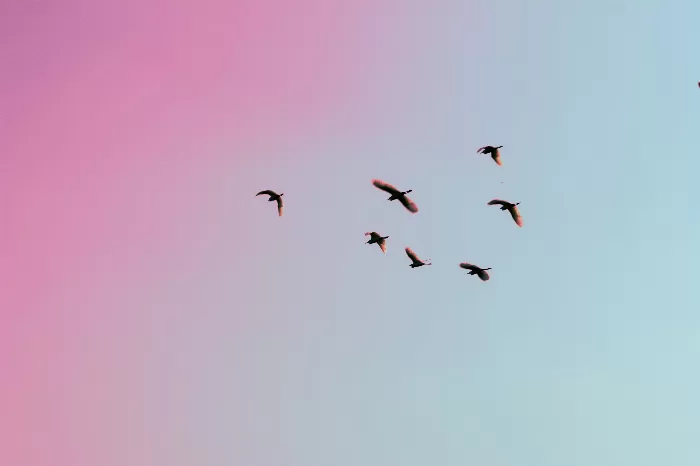 Flights of Freedom