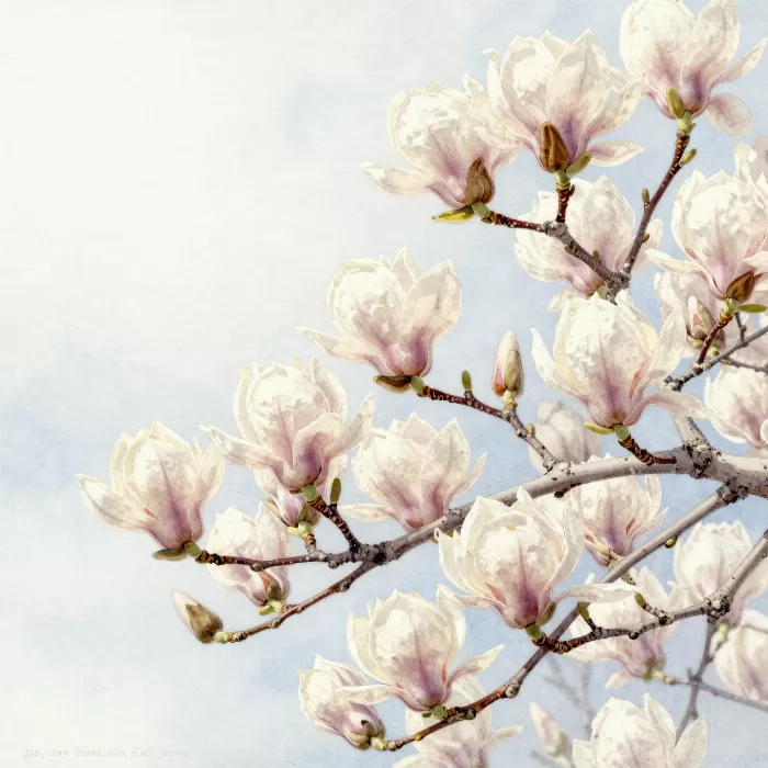 Spring Magnolia