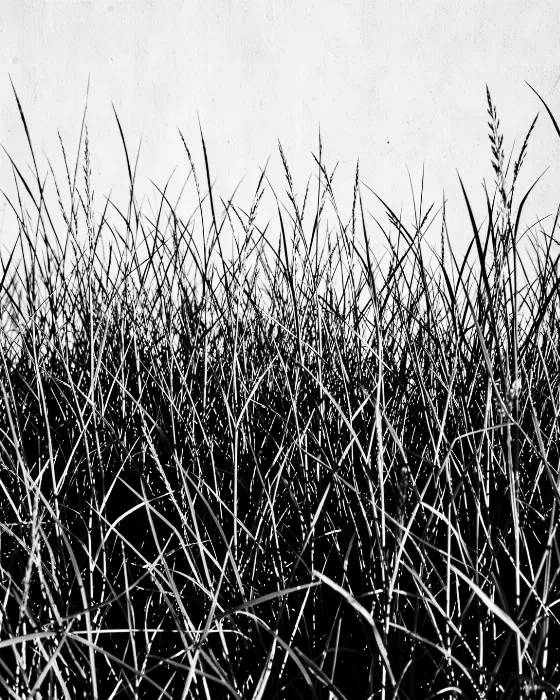 Grass Study