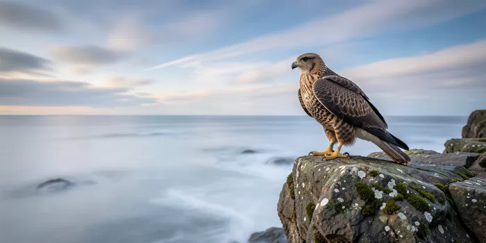 Cliffside Falcon