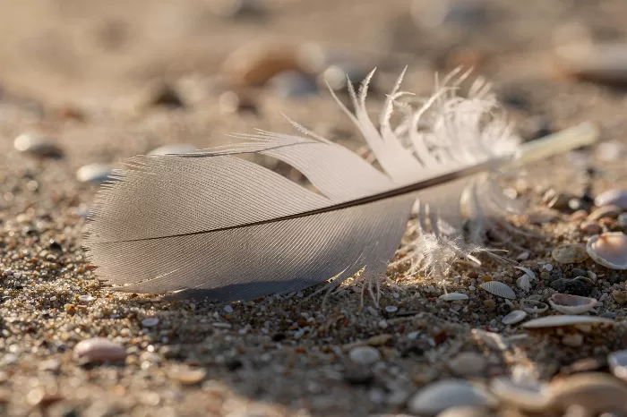 Tern Plumage