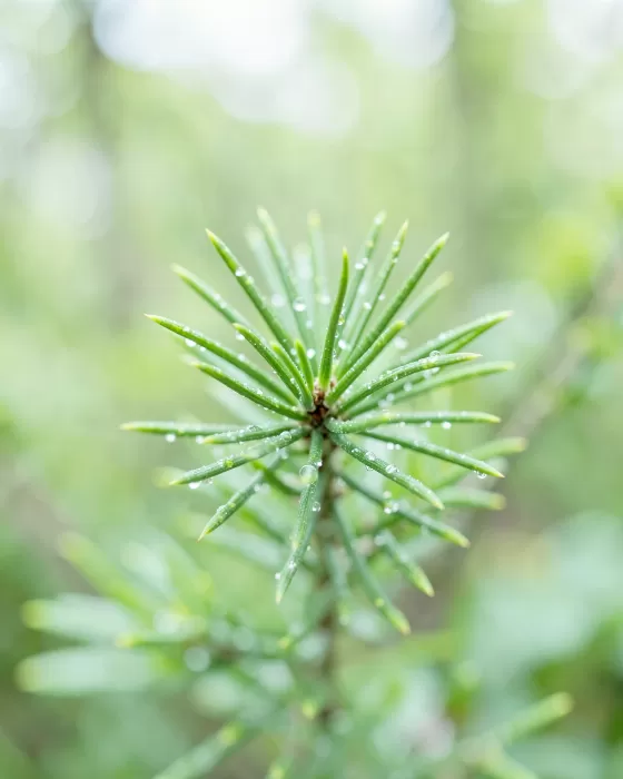 Larch Droplets
