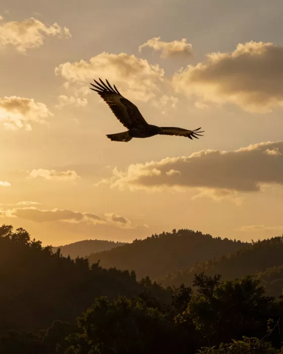 Dusk Soar