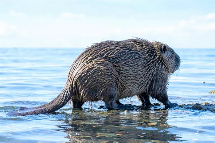 Coastal Beaver
