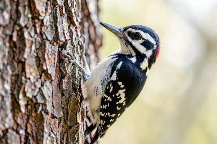 Woodpecker Profile