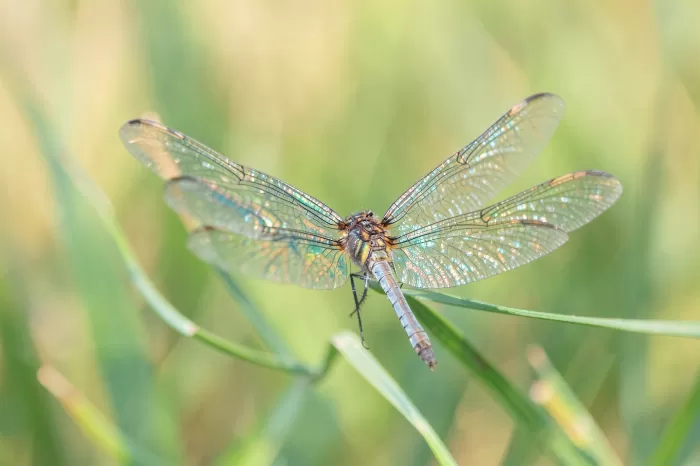 Dragonfly Wing