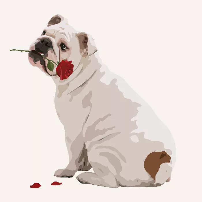 Valentines dog English Bulldog