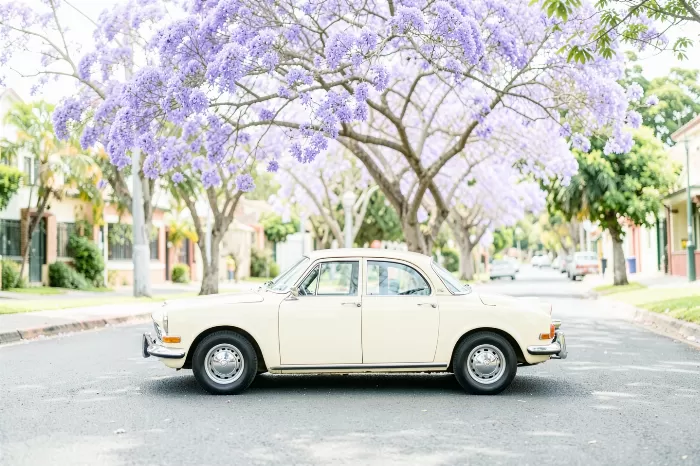 Jacaranda Morning