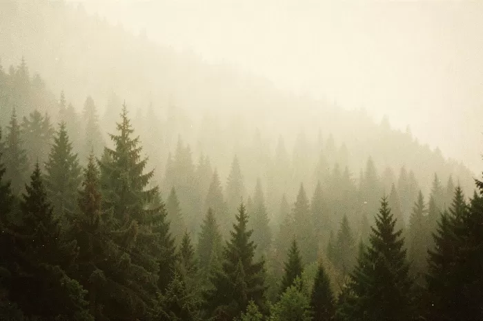 Foggy Hillside