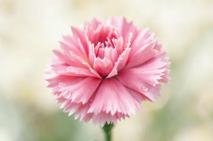 Carnation Dew